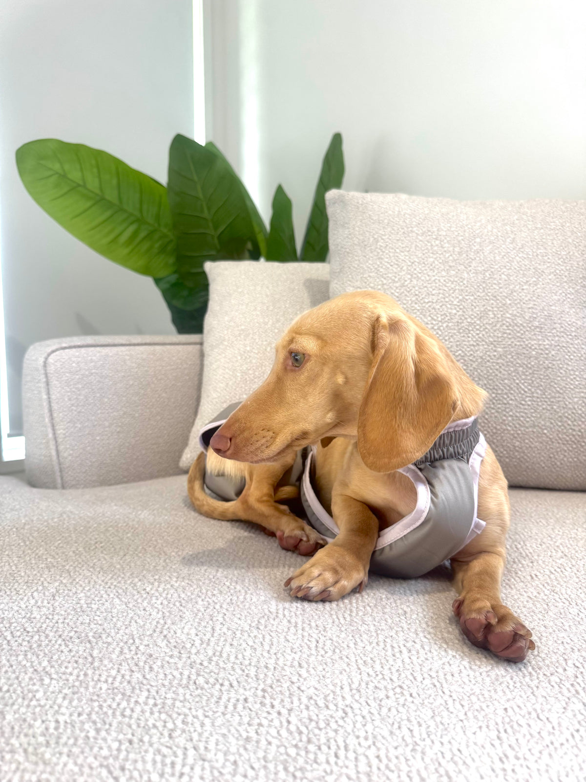 The Dry Hound Nappy - Sage
