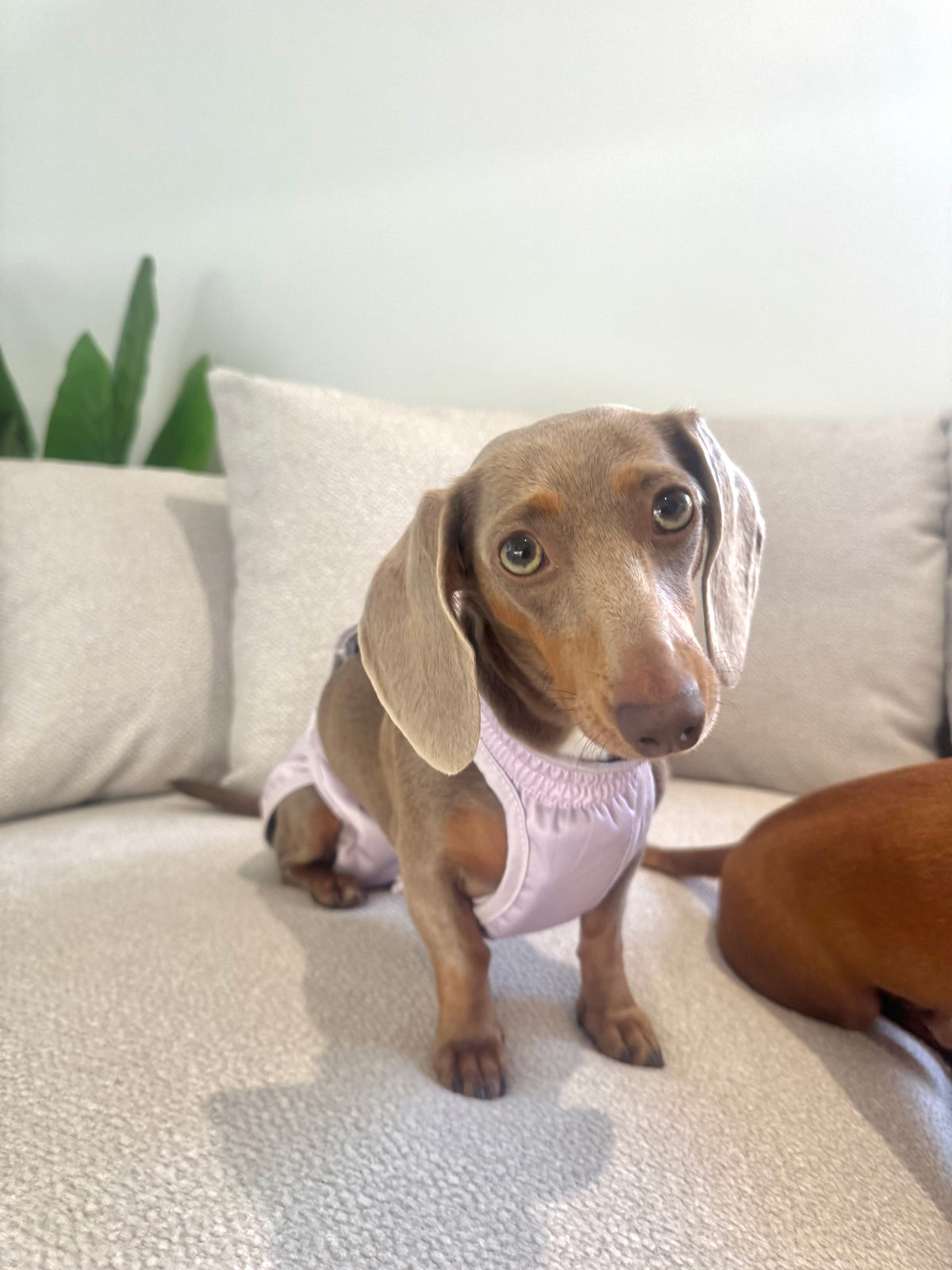 The Dry Hound Nappy - Clay